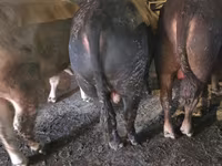 公牛, Simmental cattle — 照片 1
