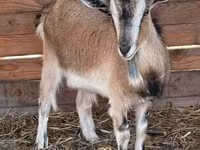 बकरी, West African dwarf goats — फ़ोटो 3