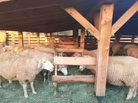 Schafe (Partie, Geschlecht nicht angegeben), Schafe — Foto 1