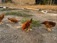 Chickens — Foto 4