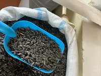 Ծտի կեր արեվածաղիկ մանր — լուսանկար 2