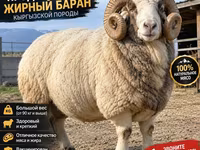 Ram, Kyrgyz Mountain merino sheep — photo 2