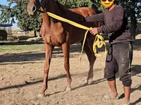 Stute, Arabian horse — Foto 4