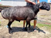 Carneiro, Ovelhas — foto 2