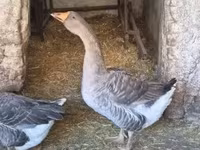 Geese — Foto 2