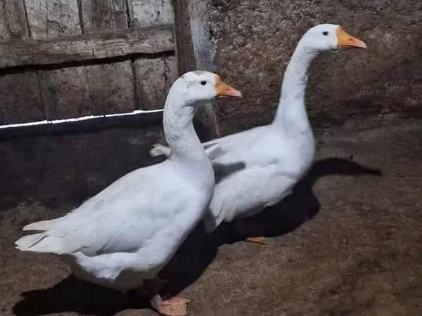 Geese