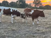 Vaca, Raça de vaca — foto 1