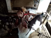 Ешкі, Beetal goats — 3-сурет