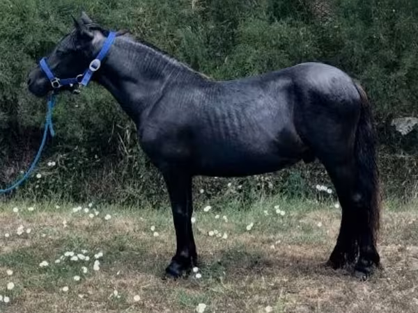 公马, Dutch warmblood horse