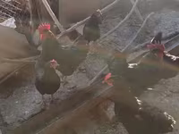 Chickens — photo 1