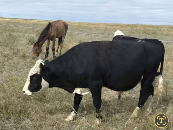母牛, Red Polled Cow