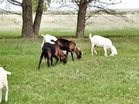 बकरी, Saanen goat — फ़ोटो 6