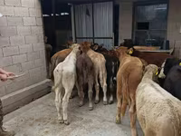 ثور, الماشية — الصورة 7