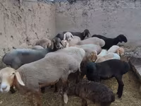 Ոչխար, Arashan sheep — լուսանկար 2