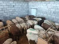Schaf, Beulah Speckled face sheep — Foto 8
