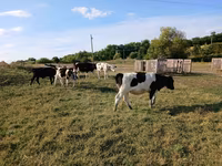 गाय, Russian Black pied cattle — फ़ोटो 2