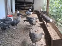 ब्रेकल — फ़ोटो 3