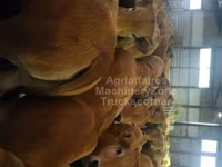 Կով, Aubrac cattle — լուսանկար 2