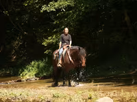 Ձի, Racking Horse — լուսանկար 4