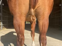 Hengst, Quarter Horse — Foto 2