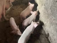 Էգ խոզ, Խոզեր — լուսանկար 1