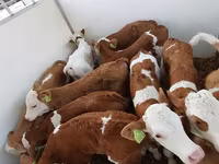 सांड, Simmental cattle — फ़ोटो 1