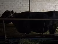 Կով, Latvian Blue cattle — լուսանկար 2