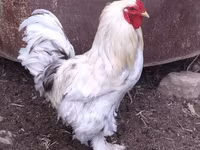Brahma — Foto 1