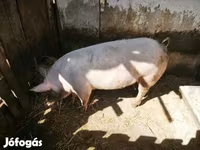 Sow, Крупная белая — photo 4
