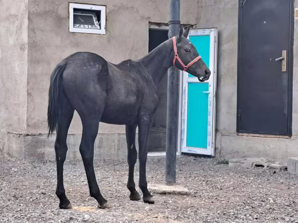 Hengst, Thoroughbred horse