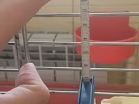 Клетка для птиц 705040 см (с кормушками) / Bird Cage — الصورة 3