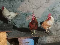 Chickens — Foto 4
