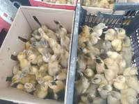 Ducks — 1-сурет