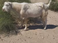 公山羊, Goats — 照片 3