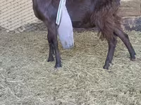 Արու այծ, LaMancha goats — լուսանկար 4