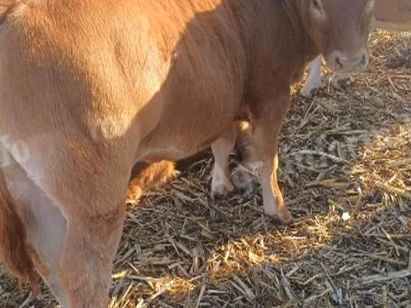सांड, Simmental cattle
