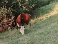 Kuh, Latvian Blue cattle — Foto 1