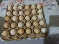 Chickens — լուսանկար 3