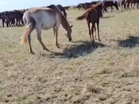 Mare, Horses — photo 3