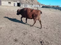 Cow, Latvian Blue cattle — photo 2