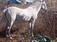 Էգ ձի, Orlov Trotter — լուսանկար 1