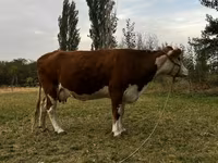 Kuh, Simmental cattle — Foto 3