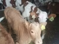 Bull, Simmental cattle — photo 3