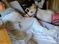 Էգ ձի, Miniature horse — լուսանկար 6