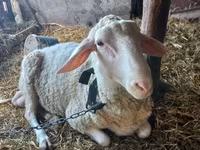 Խոյ, Awassi sheep — լուսանկար 1