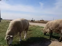 Schaf, Romanov sheep — Foto 7