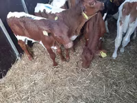 Bulle, Simmental cattle — Foto 1