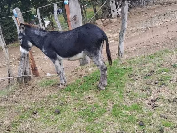 Cavalo, Cavalos