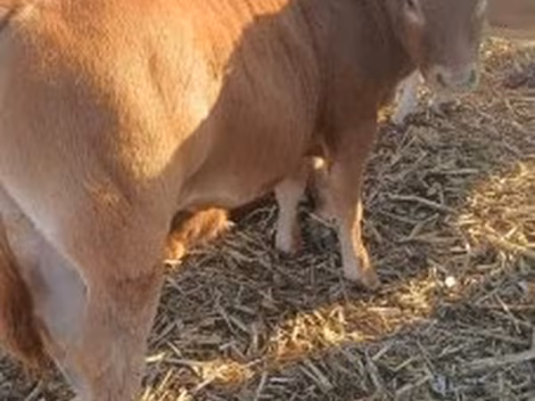 Bull, Limousin cow