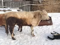 ثور, سلالة أويليكل — الصورة 1